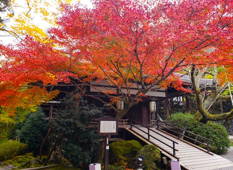 滋賀県大津市「石山寺」紅葉