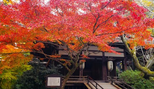 🍁紫式部ゆかりの花の寺「石山寺」の紅葉　滋賀県大津市